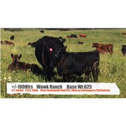 Wowk Ranch Ltd.-Vermillion , AB  +/- Heifers