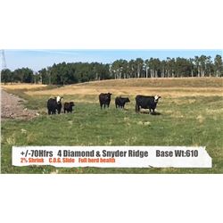 4 Diamond/Snyder Ridge Farms-Crossfield, AB  +/- Heifers