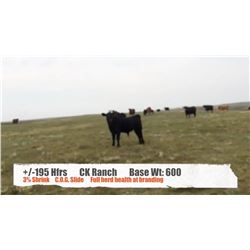 C K Ranch-Kyle, SK  +/- Heifers