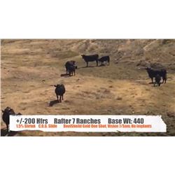 Rafter 7 Ranches - Bracken, SK  +/- Heifers