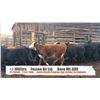 Image 1 : Fossen Air Ltd-Rock Creek, BC  +/- Steers