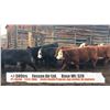 Image 1 : Fossen Air Ltd-Rock Creek, BC  +/- Steers