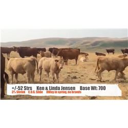Ken & Linda Jensen - Cardston, AB  +/- Steers