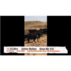 Colter Malloy-Pollockville, AB  +/- Heifers