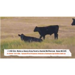 Myles&Nancy Gray/Scott&Rachel McPherson-Big Stone&Tide Lk, AB  +/- Steers