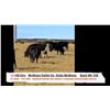 Image 1 : McNiven Cattle Co.(Colin McNiven)-Buffalo, AB  +/- Steers