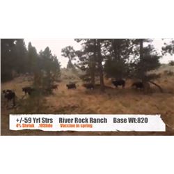 River Rock Ranch-Princeton, BC  +/- Yearling Steers