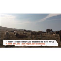 Nelson Brothers Lazy H Ranch - Longview, AB  +/- Steers