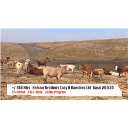 Nelson Brothers Lazy H Ranch - Longview, AB  +/- Heifers
