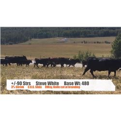 Steve White - Turner Valley, AB  +/- Steers