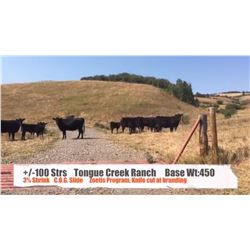 Tongue Creek Ranch - Black Diamond, AB   +/- Steers