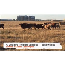 Flying W Cattle Co. - Longview, AB  +/- Heifers