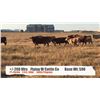 Image 1 : Flying W Cattle Co. - Longview, AB  +/- Heifers