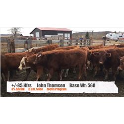 John Thomson - Black Diamond, AB   +/- Heifers