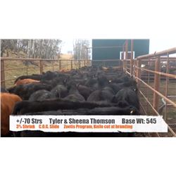 Tyler & Sheena Thomson - Black Diamond, AB  +/- Steers