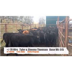 Tyler & Sheena Thomson - Black Diamond, AB  +/- Heifers