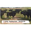 Image 1 : Hambling Farms-High River, AB  +/- Heifers