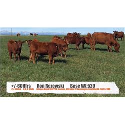 Ron Rezewski-High River, AB  +/- Heifers