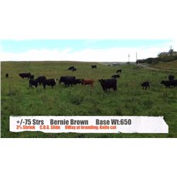 Bernie Brown - High River, AB  +/- Steers