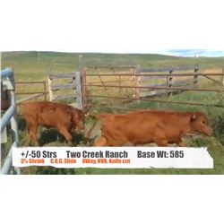 Two Creek Ranch-High River, AB  +/- Steers