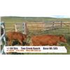 Image 1 : Two Creek Ranch-High River, AB  +/- Steers