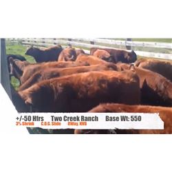 Two Creek Ranch-High River, AB  +/- Heifers