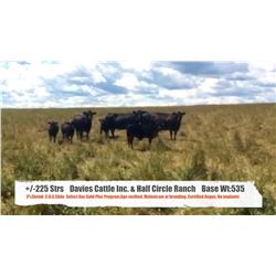 Davies Cattle Inc & Half Circle Ranch, Chelsey Davies-High River AB  +/- Steers