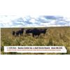 Image 1 : Davies Cattle Inc & Half Circle Ranch, Chelsey Davies-High River AB  +/- Steers