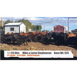 Mike & Lorna Stephenson - High River, AB  +/- Heifers