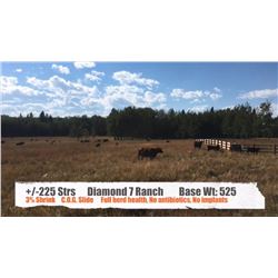 Diamond 7 Ranches-Cochrane, AB  +/- Steers