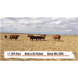 Bob & AJ Fisher-Vulcan, AB  +/- Steers