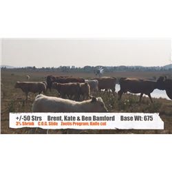Brent, Kate and Ben Bamford-Priddis, AB  +/- Steers