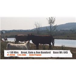 Brent, Kate and Ben Bamford-Priddis, AB  +/- Heifers