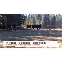 B&D Cattle-Longview, AB  +/- Heifers