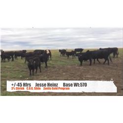 Jesse Heinz-Blackie, AB  +/- Heifers
