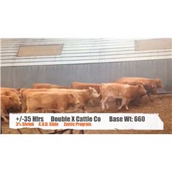 Double X Cattle Company-Milo, AB  +/- Heifers