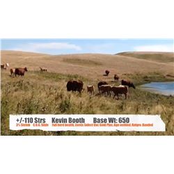 Kevin Booth-Milo, AB  +/- Steers