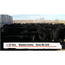 Monner Farms-Milo, AB  +/- Steers