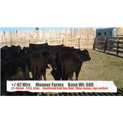 Monner Farms-Milo, AB  +/- Heifers