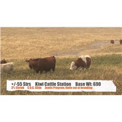 Kiwi Cattle Station / Lindsay & Teresa Taylor - Parkland, AB  +/- Steers