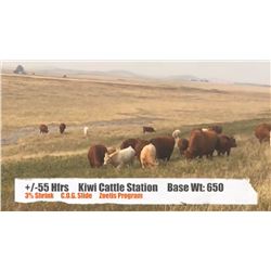 Kiwi Cattle Station / Lindsay & Teresa Taylor - Parkland, AB  +/- Heifers