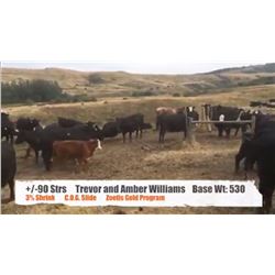 Trevor & Amber Williams-Nanton Ab.  +/- Steers