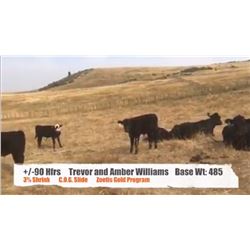 Trevor & Amber Williams-Nanton AB.  +/- Heifers