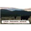 Image 1 : Plateau Cattle Co.-Nanton AB  +/- Steers