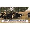 Image 1 : Mt. Sentinel Ranch Ltd.-Nanton, AB  +/- Steer