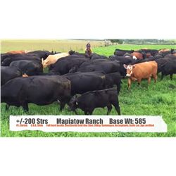 Mapiatow Ranch-Nanton, AB  +/- Steers