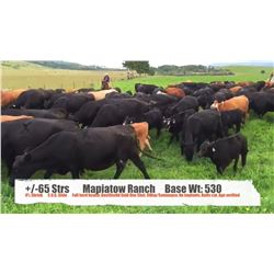 Mapiatow Ranch-Nanton, AB  +/- Steers