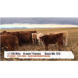 N over 7 Farms-Stavely, AB  +/- Heifers