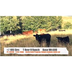 T over V Ranch-Stavely AB.  +/- Steers