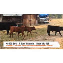 T over V Ranch-Stavely AB.  +/- Steers